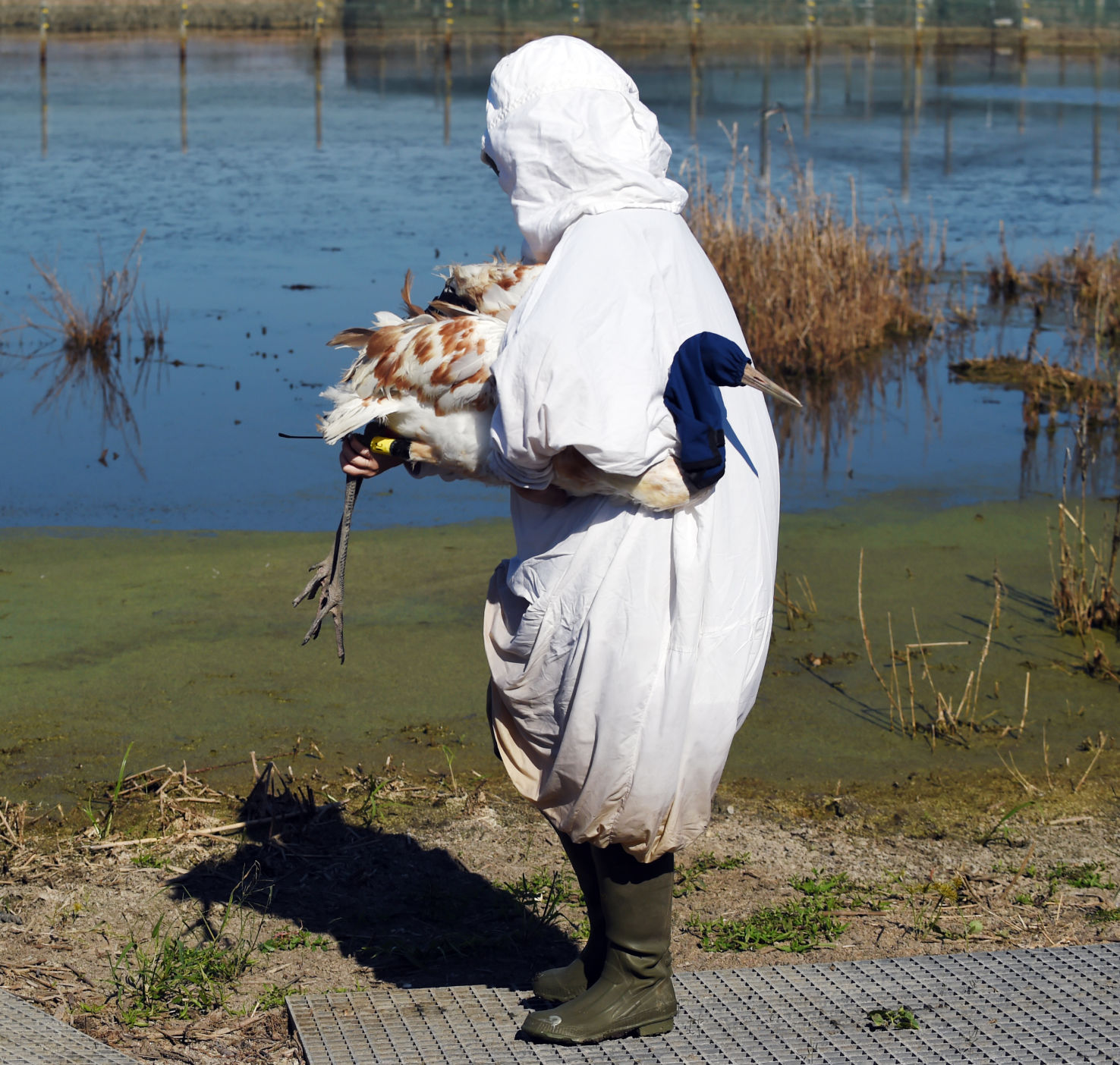 ACA.whoopingcranes63.111617